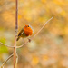 Autumn Robin by rjb71
