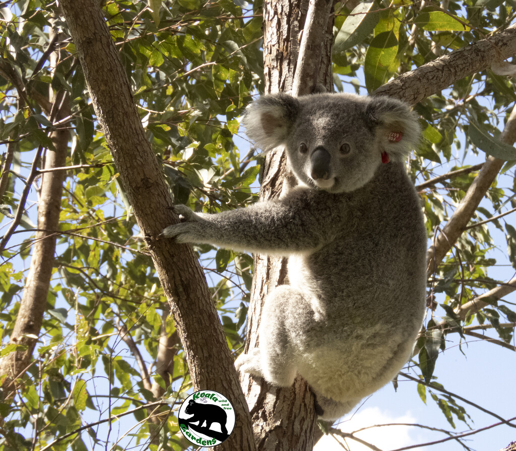 kindy buddy by koalagardens