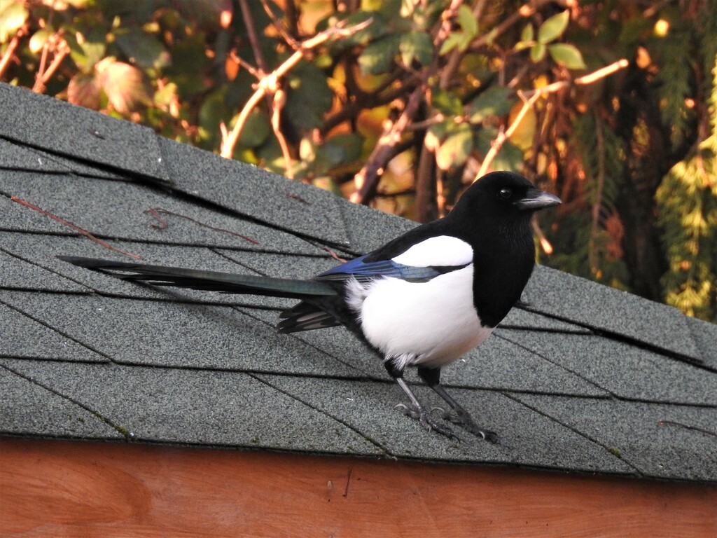  Magpie on the Summer House by susiemc