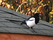 14th Nov 2021 -  Magpie on the Summer House