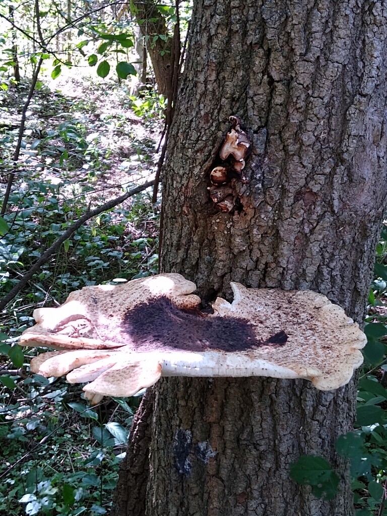 Looks like a unique  mushroom plate  by bruni