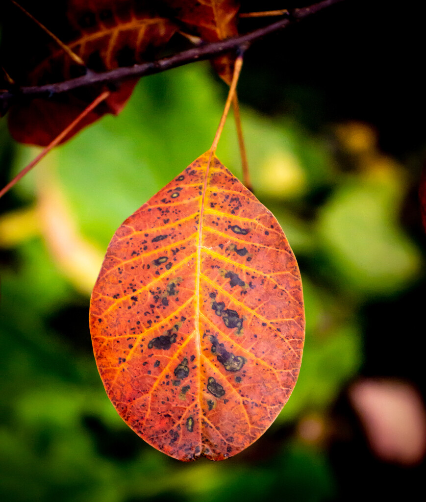 Autumnal texture 2 by swillinbillyflynn