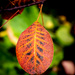 Autumnal texture 2 by swillinbillyflynn