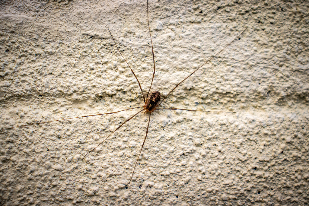 Long legged spider by swillinbillyflynn