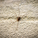 Long legged spider by swillinbillyflynn