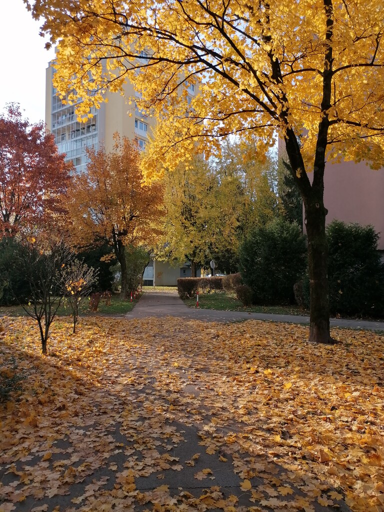 autumn 3> by zardz