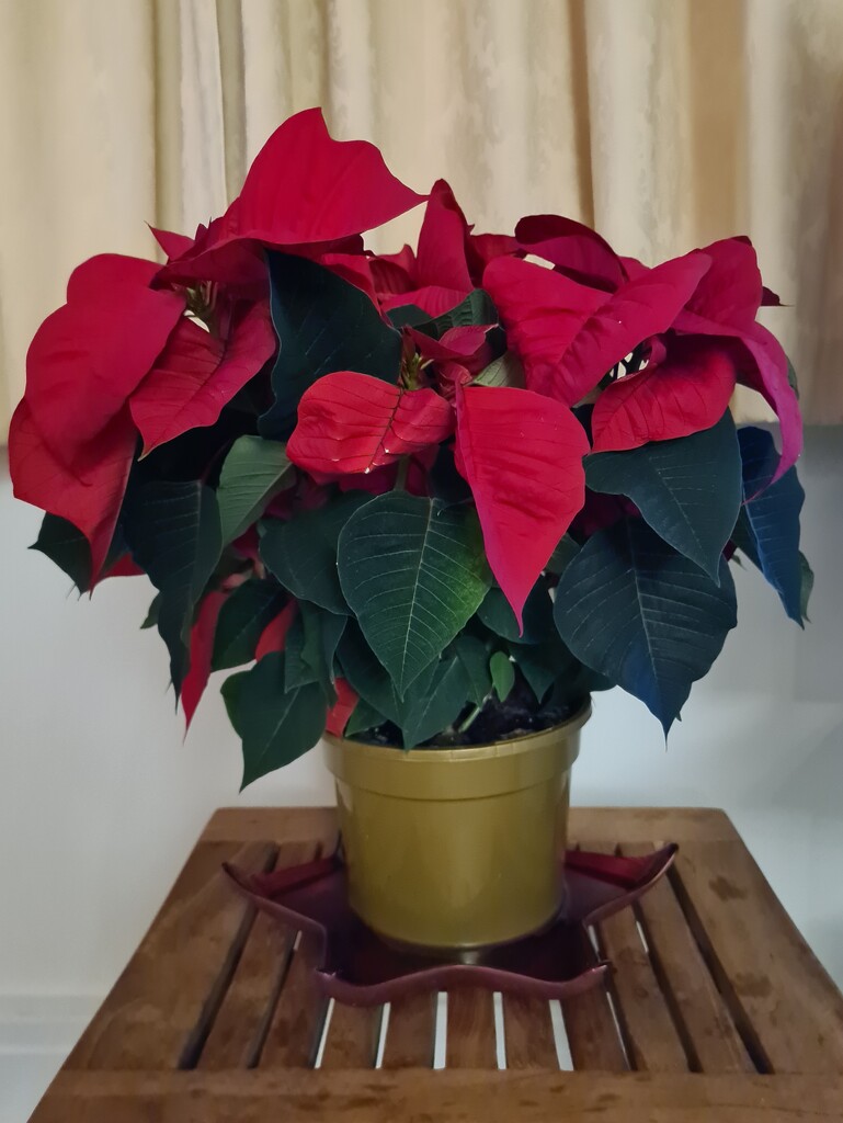 Poinsettia  by serendypyty