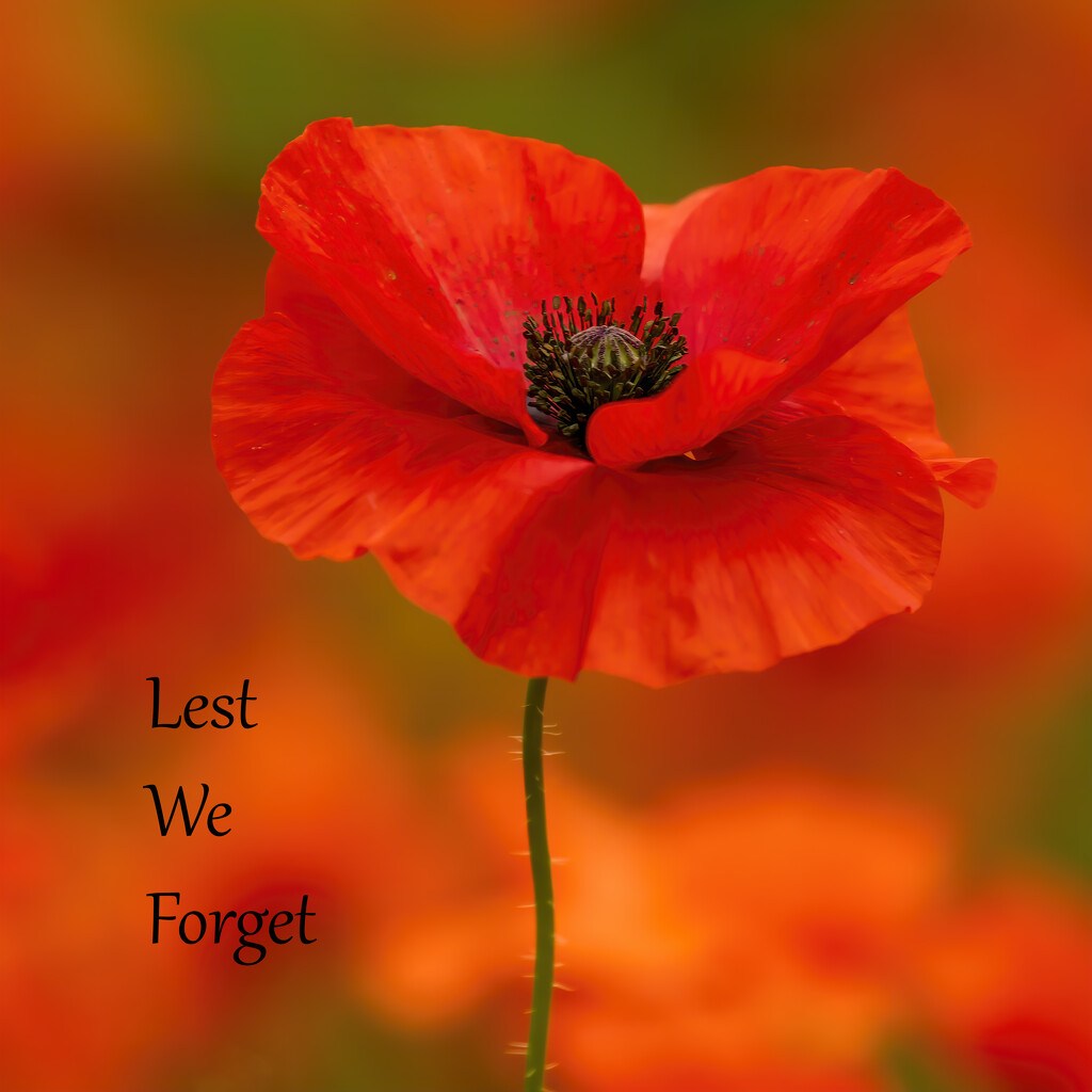 lest we forget  by shepherdmanswife