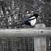 Magpie by bjywamer