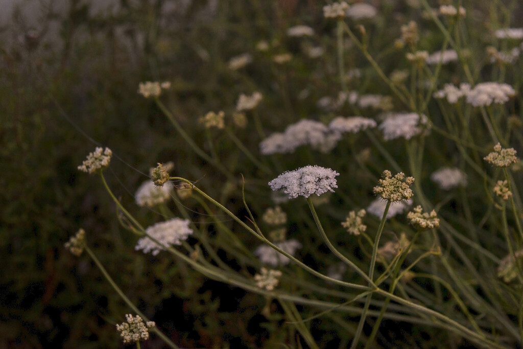 Queen Anne's Lace in the Very Early Morning by nickspicsnz