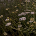 Queen Anne's Lace in the Very Early Morning by nickspicsnz