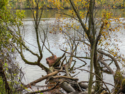13th Nov 2021 - How Did this Chair get down to the Potomac River?