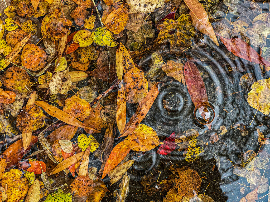 Leaf pile in the rain by jbritt