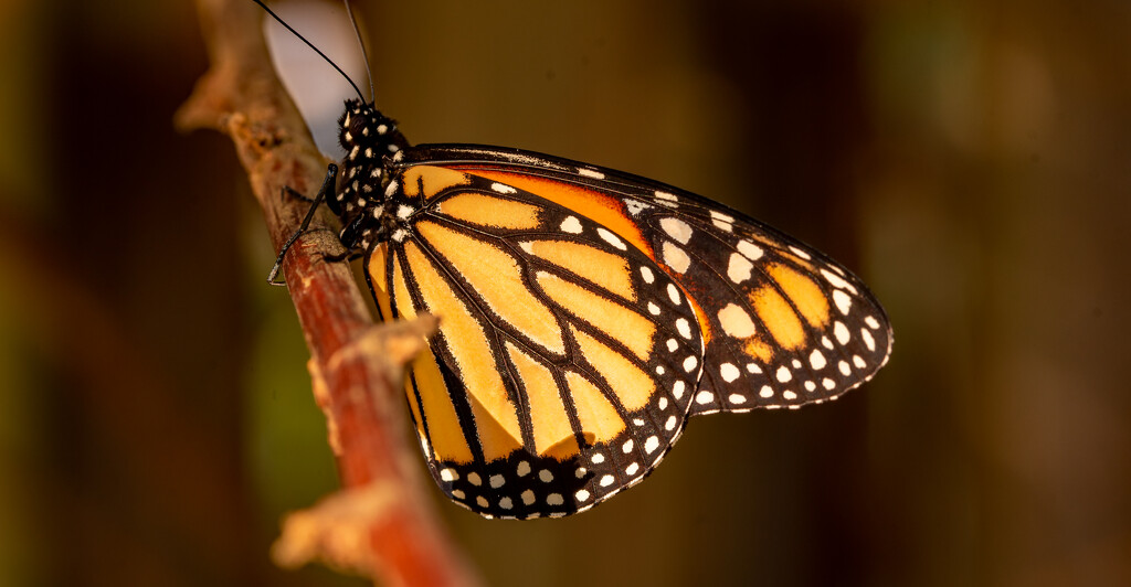 Last Shot of the New Monarch Butterfly! by rickster549