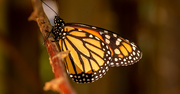 14th Nov 2021 - Last Shot of the New Monarch Butterfly!