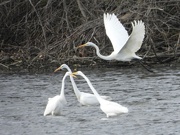 14th Nov 2021 - egrets on the river