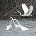 egrets on the river by amyk