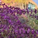 Pretty purple plant by scoobylou