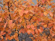 9th Nov 2021 - Orange you glad it's autumn?
