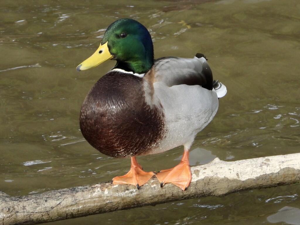 mr. mallard by amyk