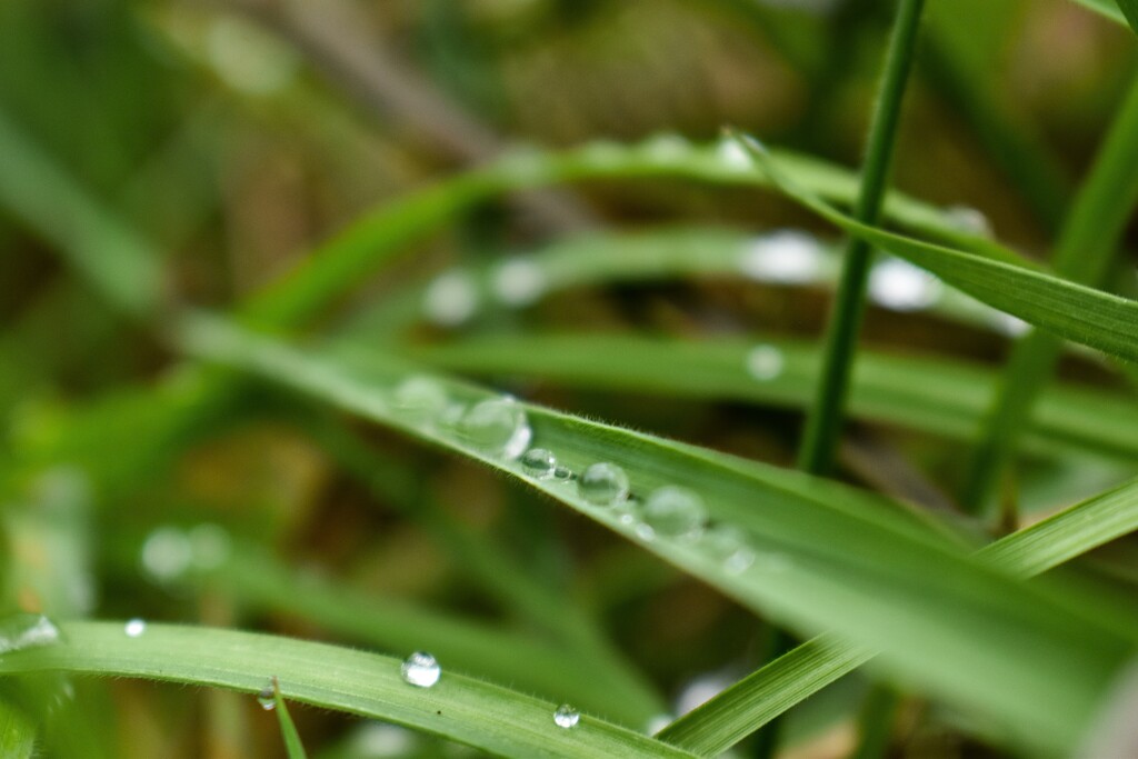 water droplets by midge