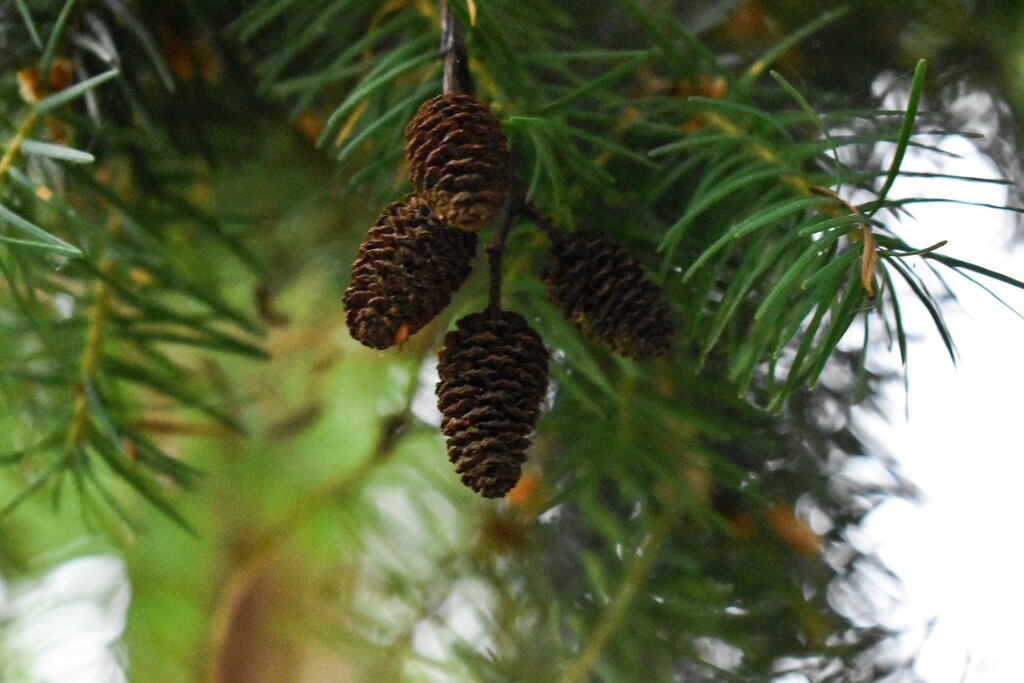 more tiny pinecones by midge