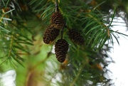 2nd Nov 2021 - more tiny pinecones