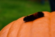 4th Nov 2021 - wooly bear on a pumpkin