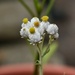 white flowers by midge