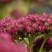 pink flowers by midge