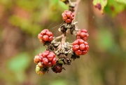 7th Nov 2021 - unripe blackberries