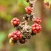 unripe blackberries by midge