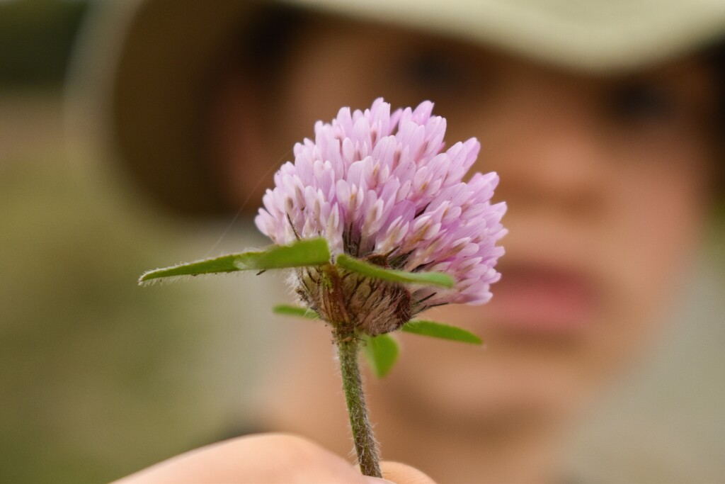 Red clover by midge