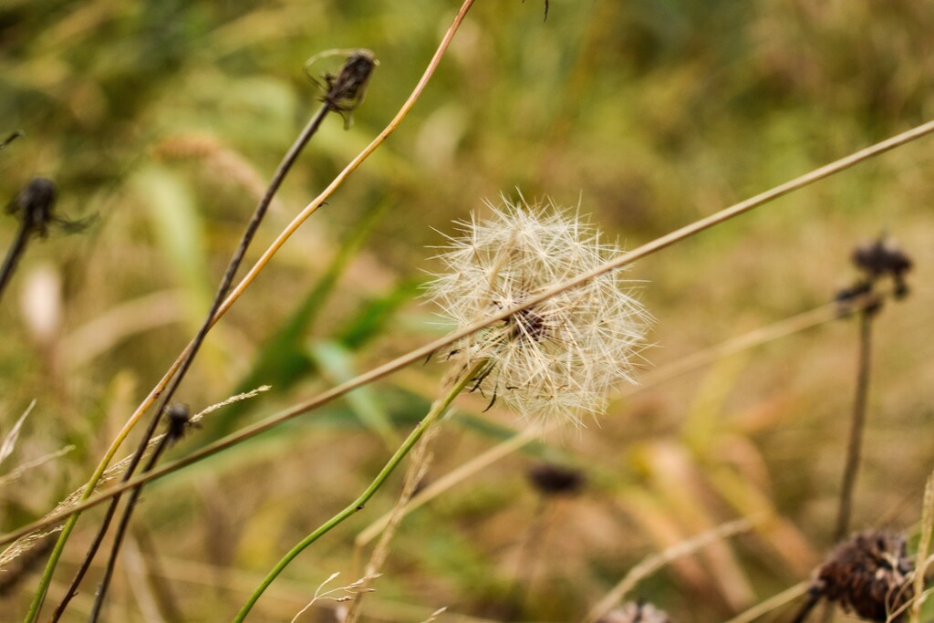 a fluffy dandelion by midge