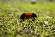 12th Nov 2021 - another wooly bear