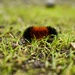 another wooly bear by midge