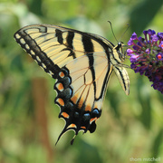 27th Jul 2021 - Eastern Tiger Swallowtail