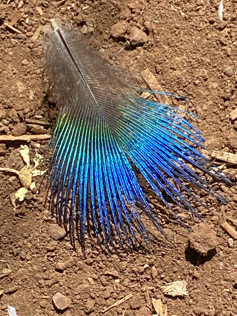 Peacock Feather by clay88