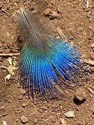 12th Nov 2021 - Peacock Feather