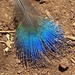 Peacock Feather by clay88