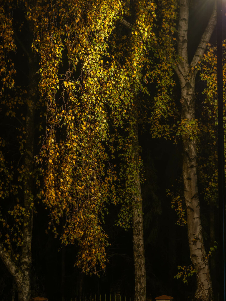 Autumn birch in the light of lanterns  by haskar