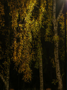 13th Nov 2021 - Autumn birch in the light of lanterns 