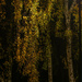 Autumn birch in the light of lanterns  by haskar