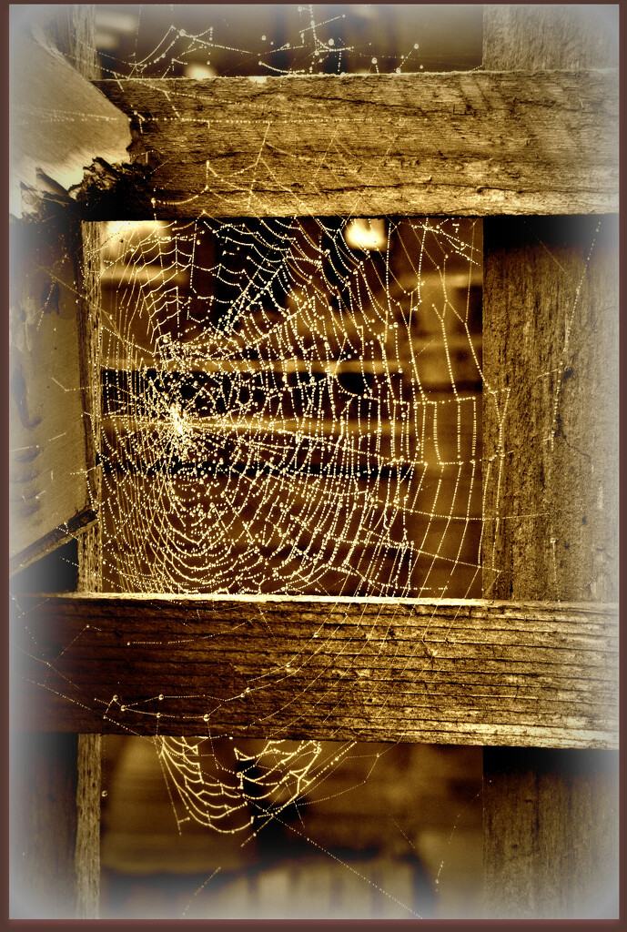 Still persuing cobwebs  by beryl