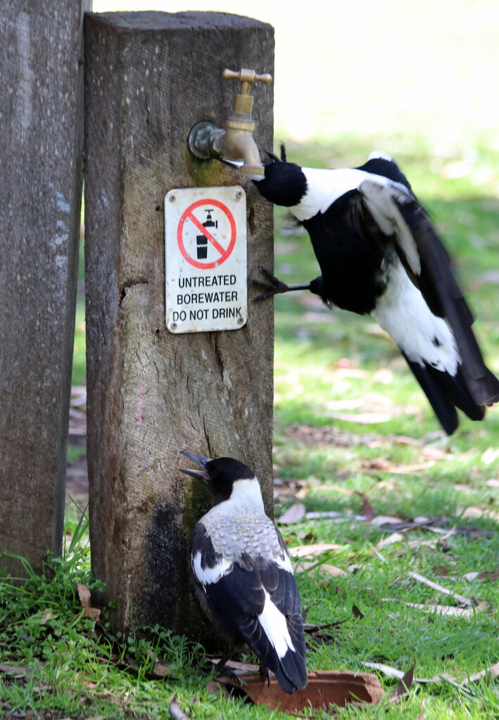 Magpies can't read! by gilbertwood