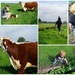 More fun on the farm by dide