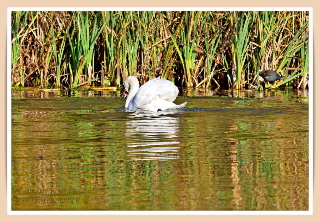 Swan Lake by carolmw
