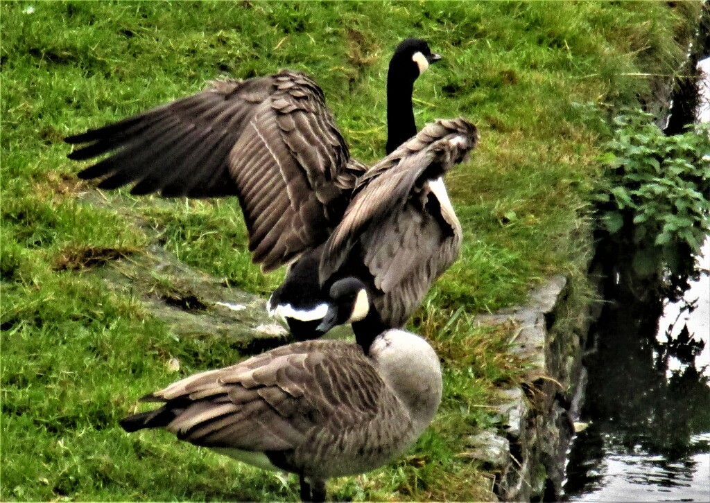 Canada Geese beside the canal. by grace55