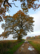 17th Nov 2021 - Yellowing oak