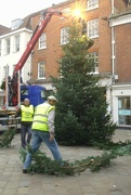 15th Nov 2021 - Deck the Streets With Boughs of Spruce